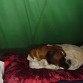 Durmiendo en la carpa en El Calafate, camping El Ovejero